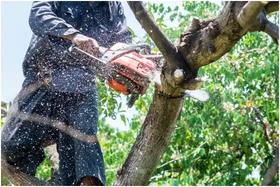 tree services Gainesville